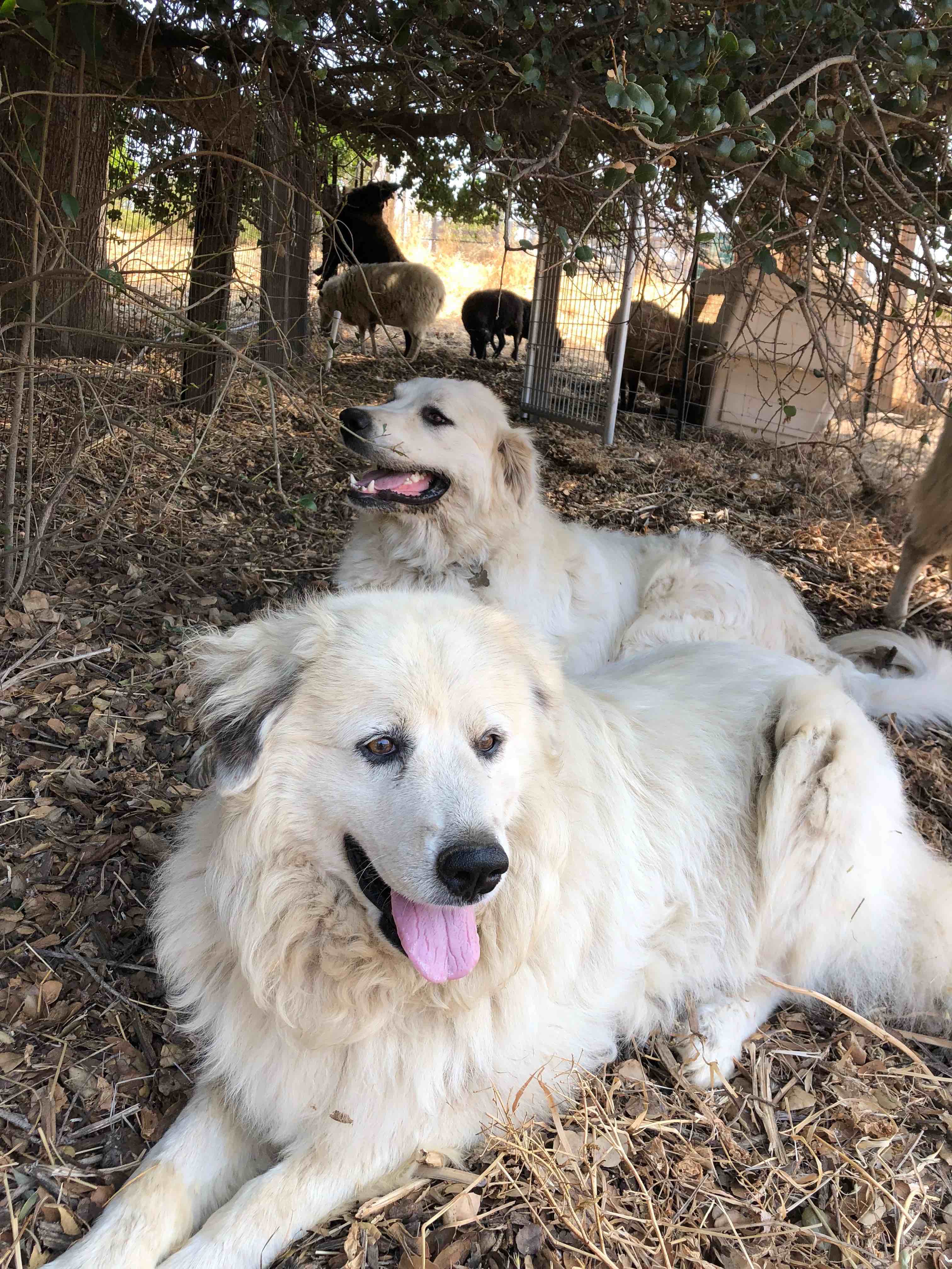 Guardian Dogs Meridianfarm
