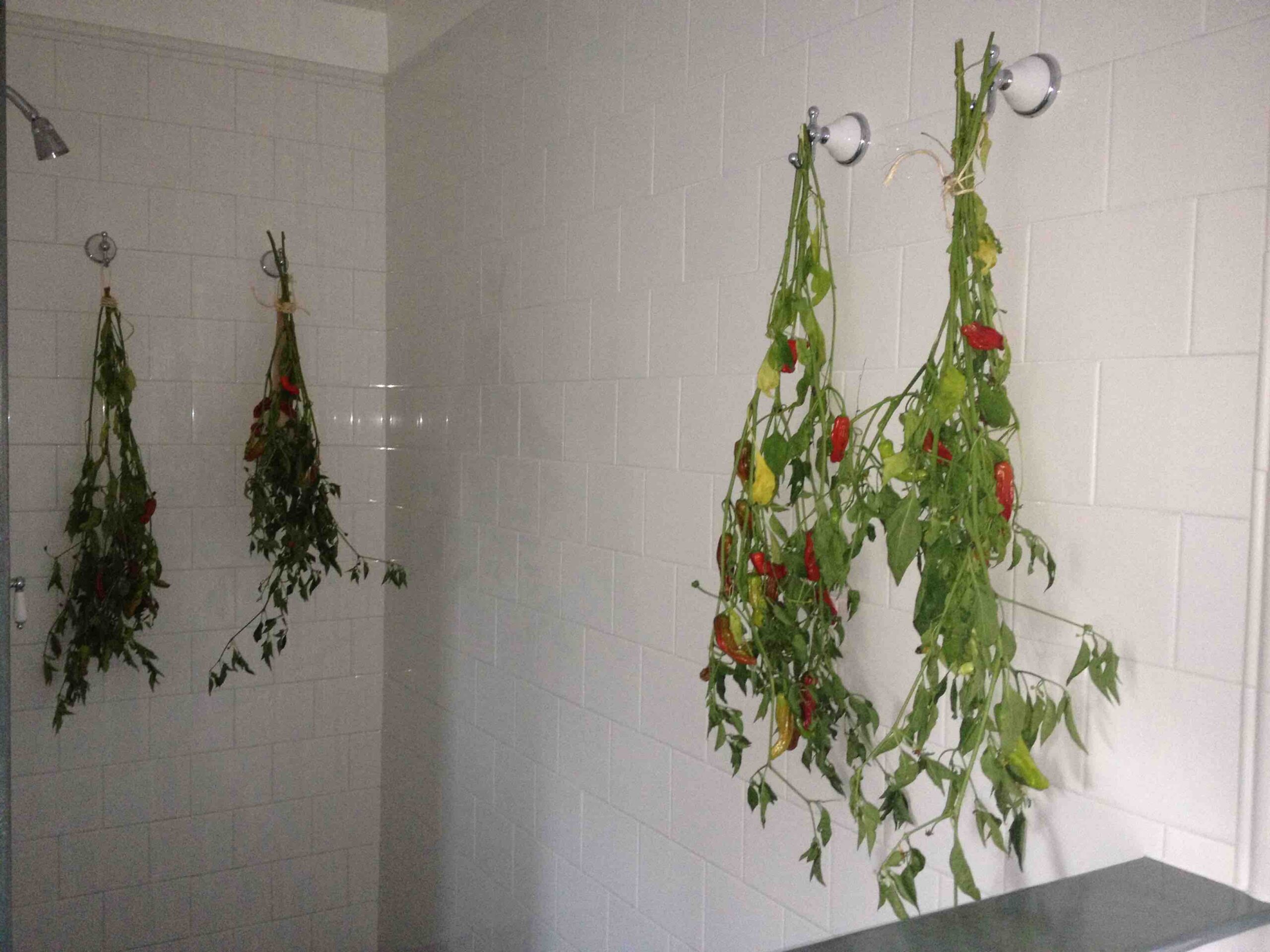Vegetable Providers