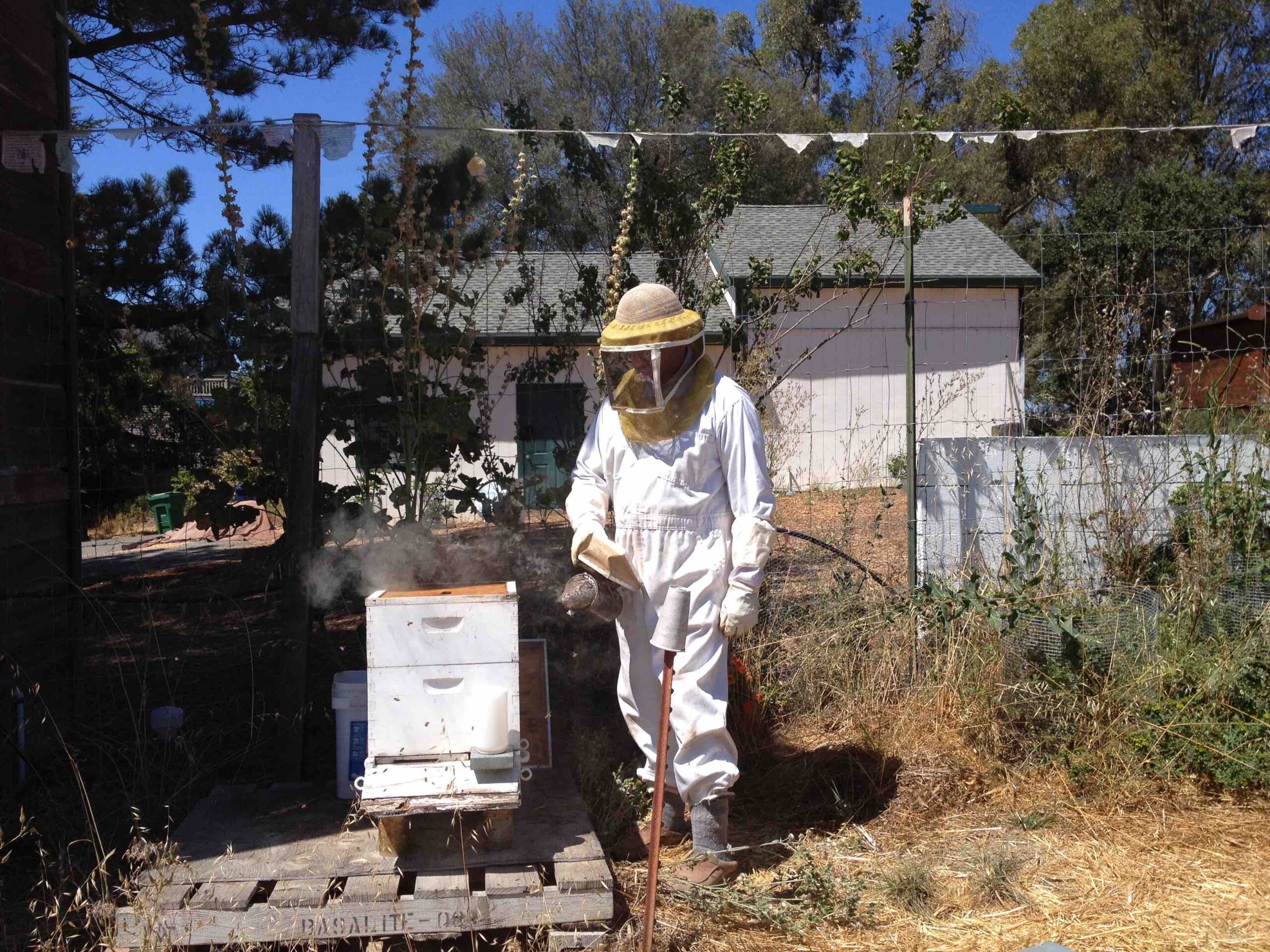 Bees