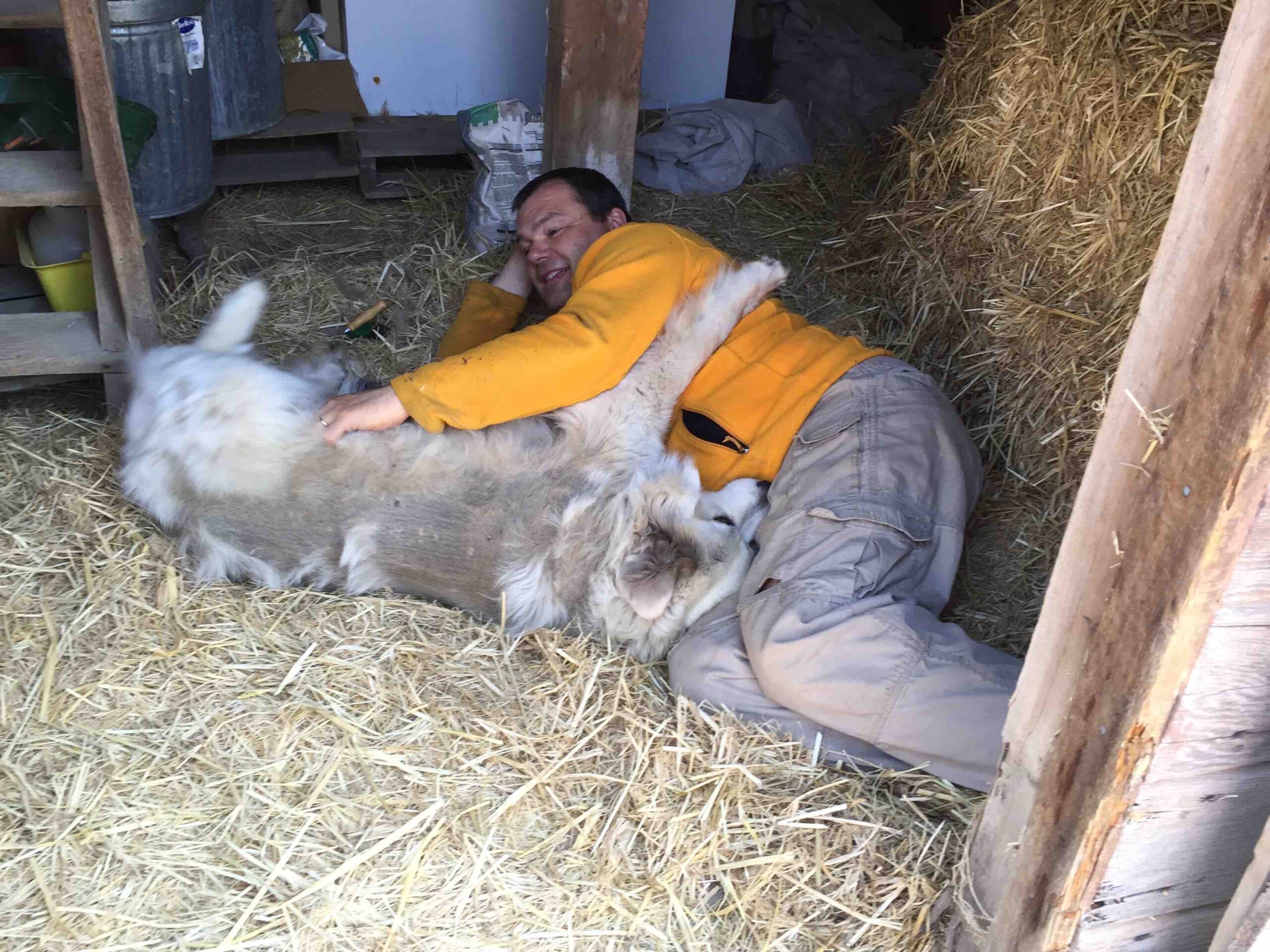 Animal Communication