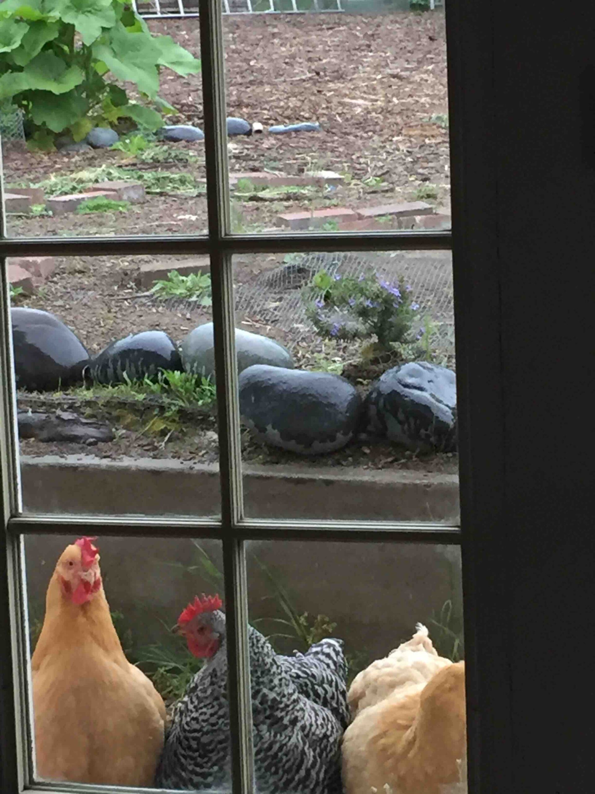 Chickens