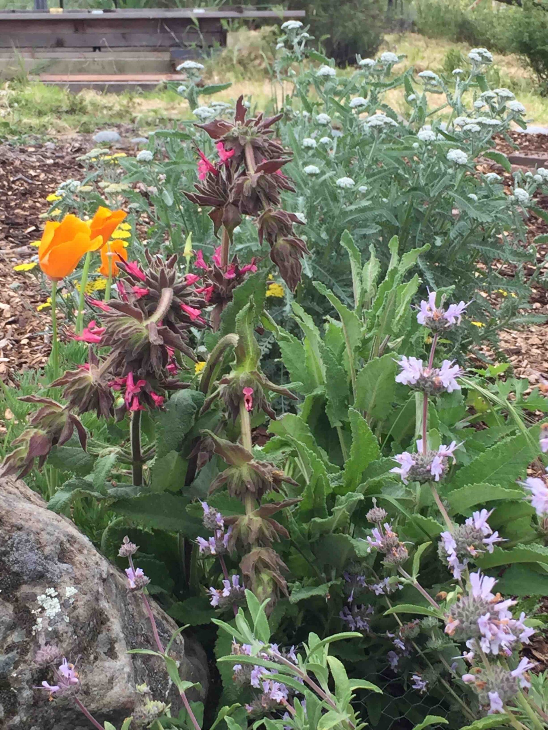 Blooms