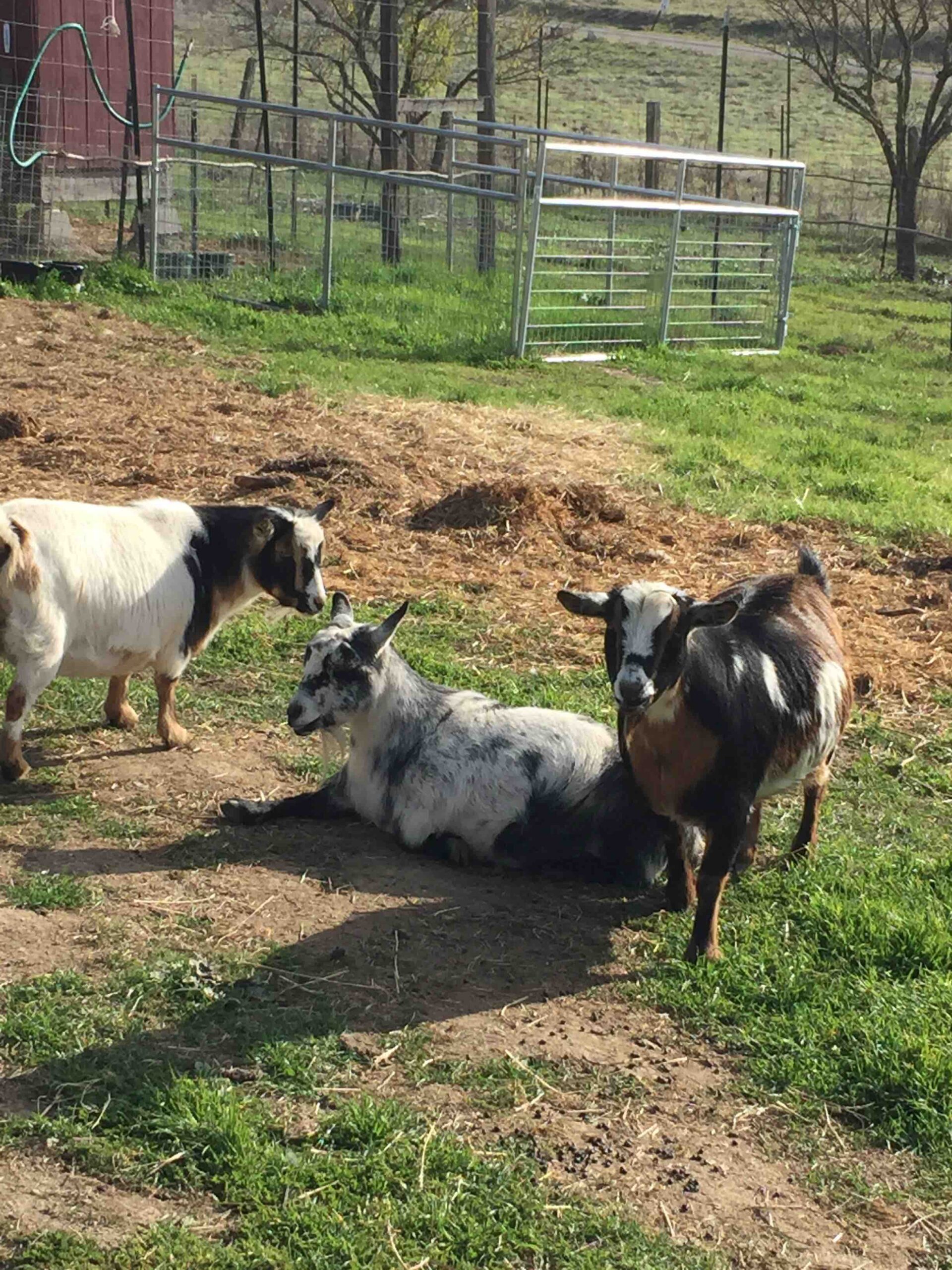 Goats