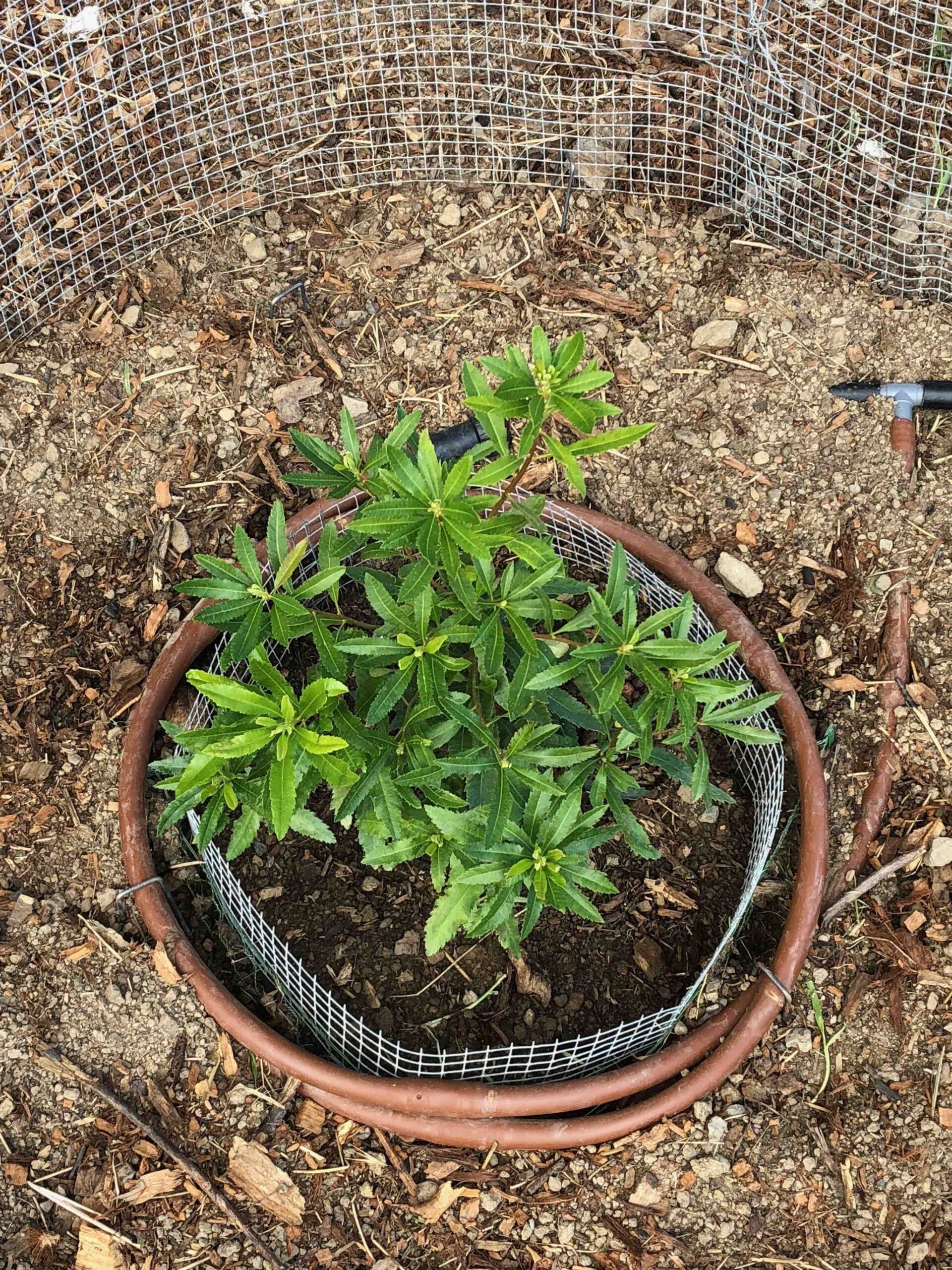 Native Plants
