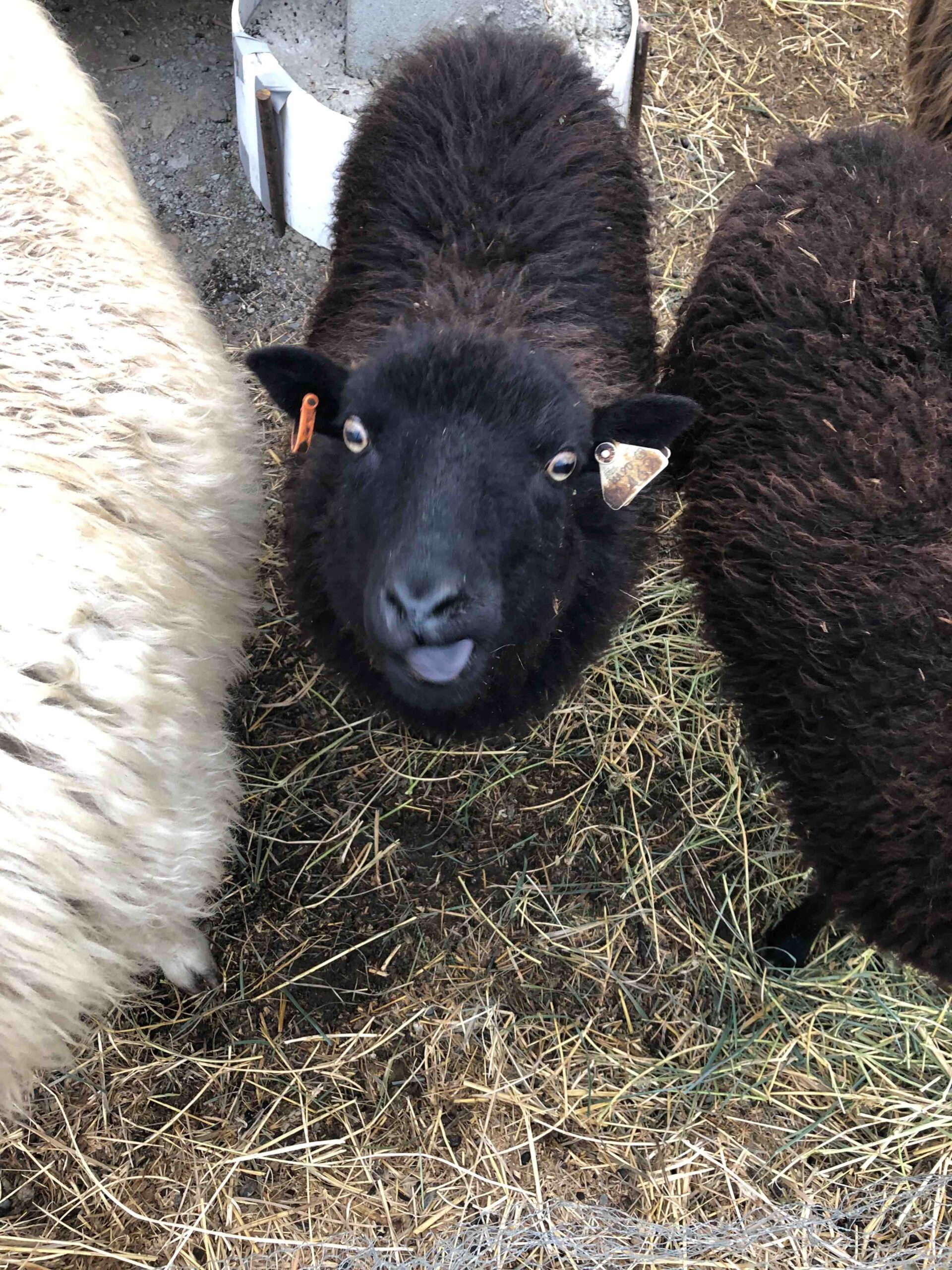 Our Flock of Primitive Breed Sheep
