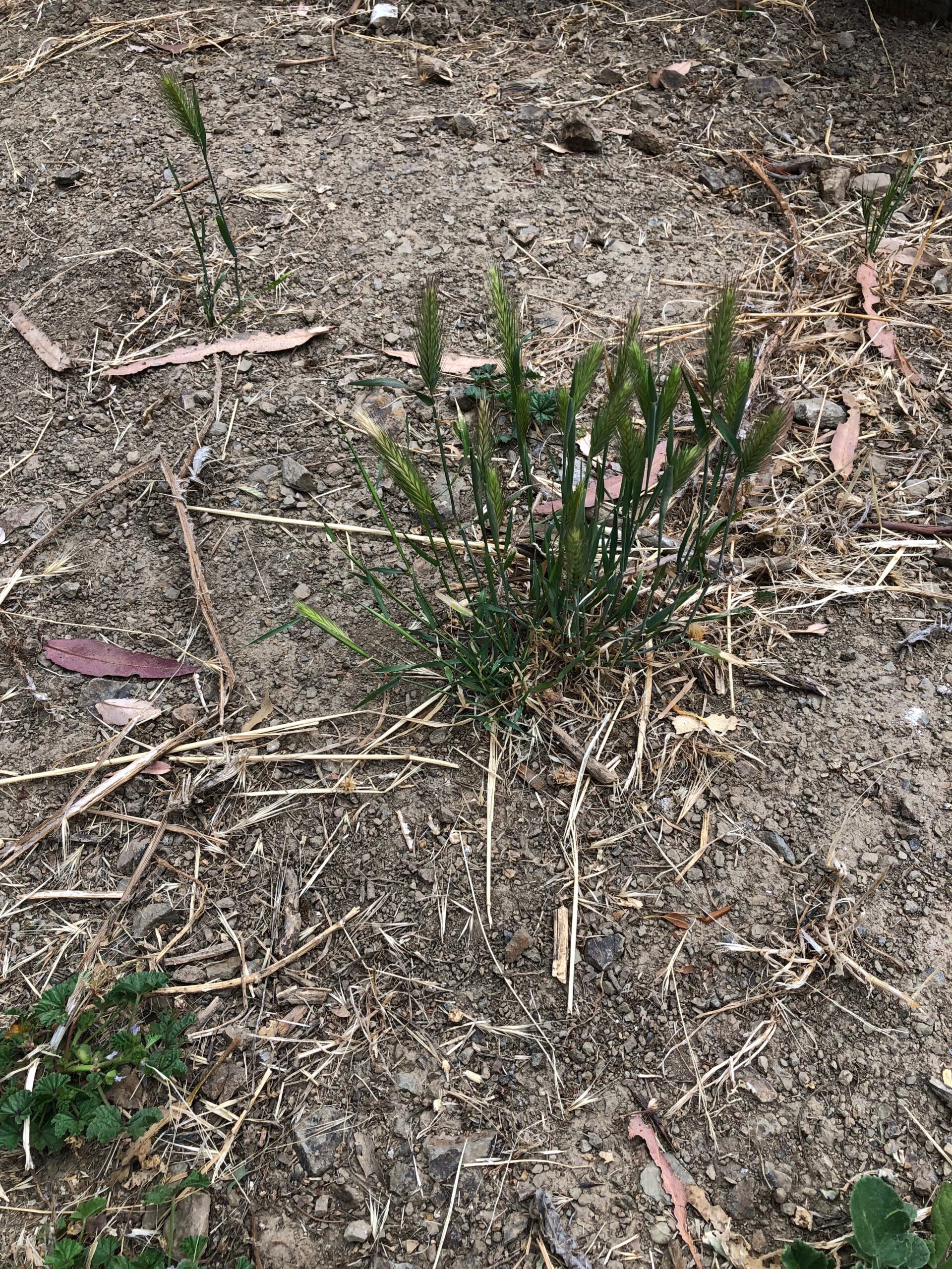 Rebalancing with the Foxtails