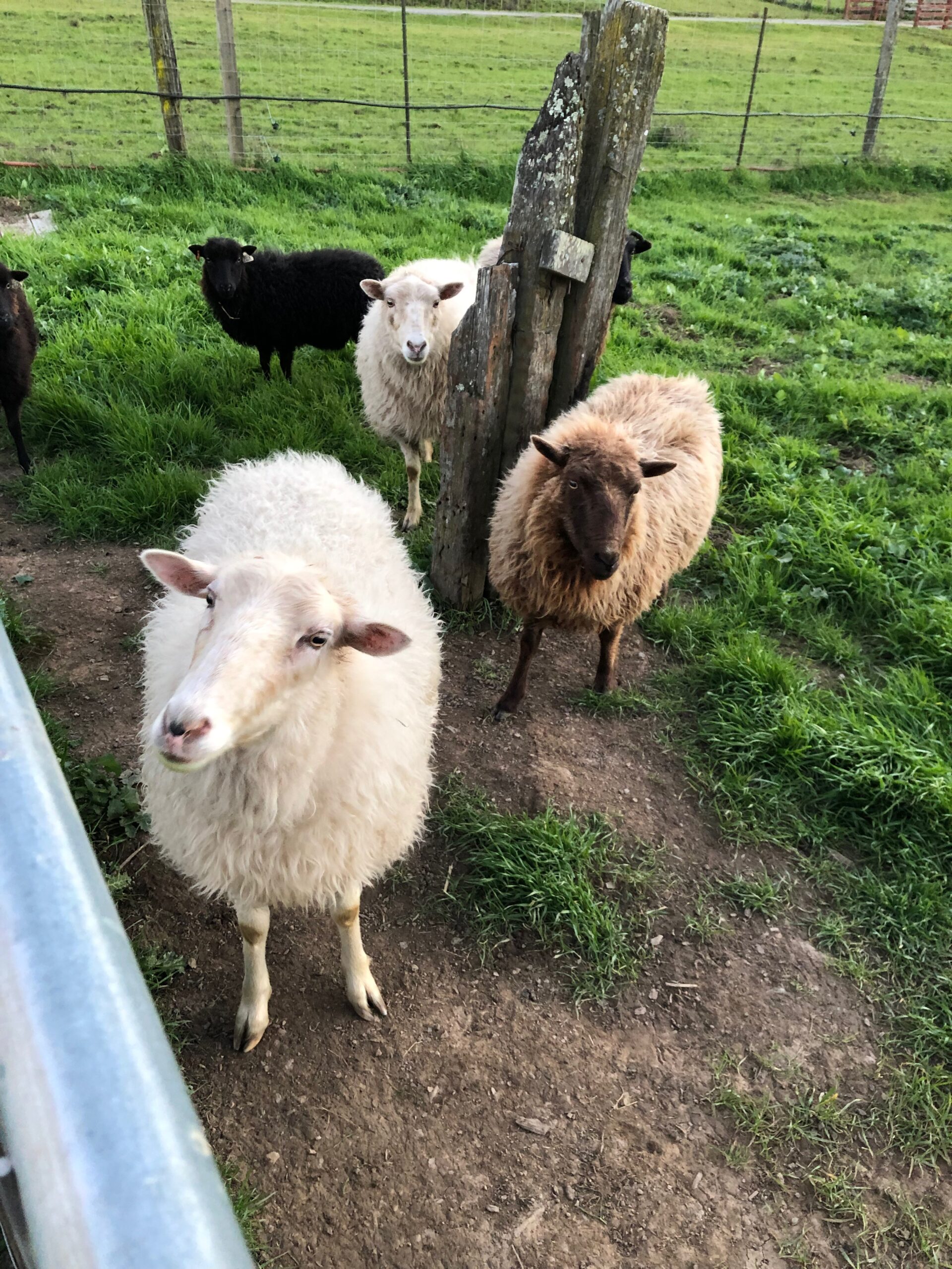 Rotational Grazing