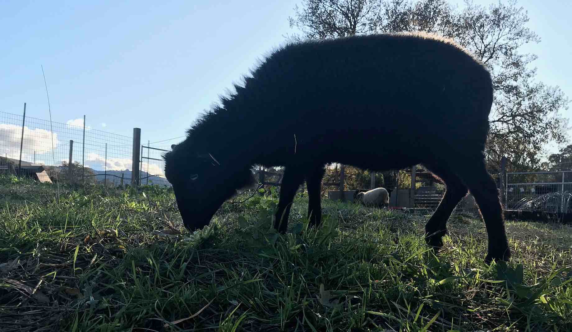 Grazing & Rest Periods