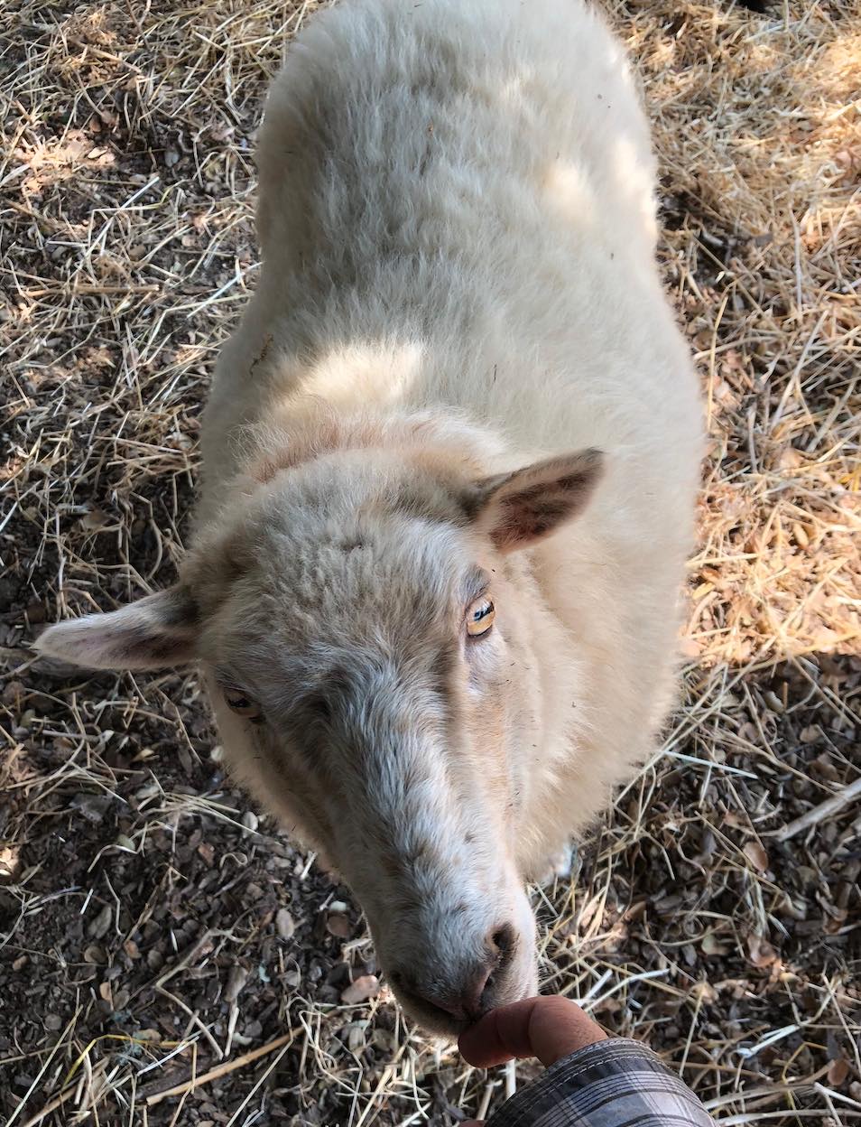 picture of white sheep