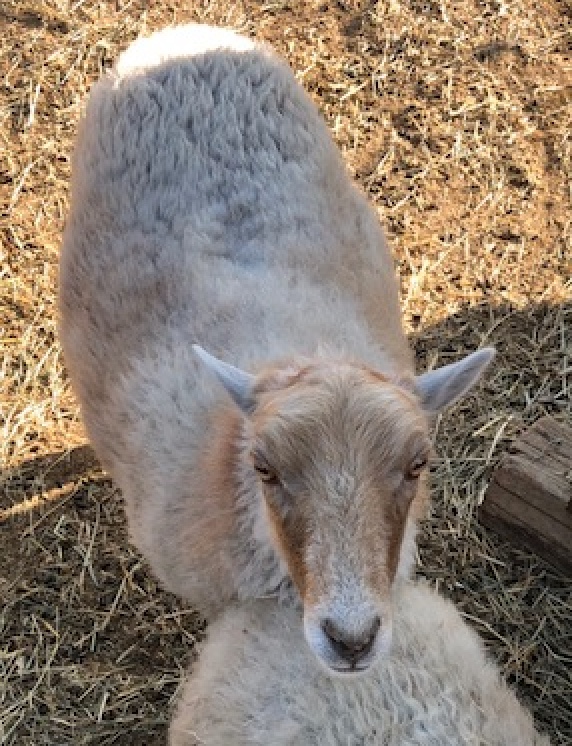picture of white sheep
