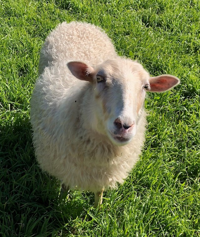 picture of white sheep
