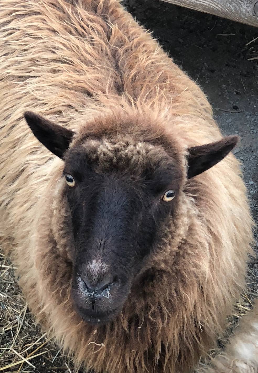 picture of brown sheep