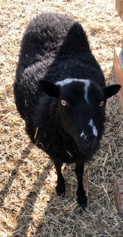 picture of black sheep