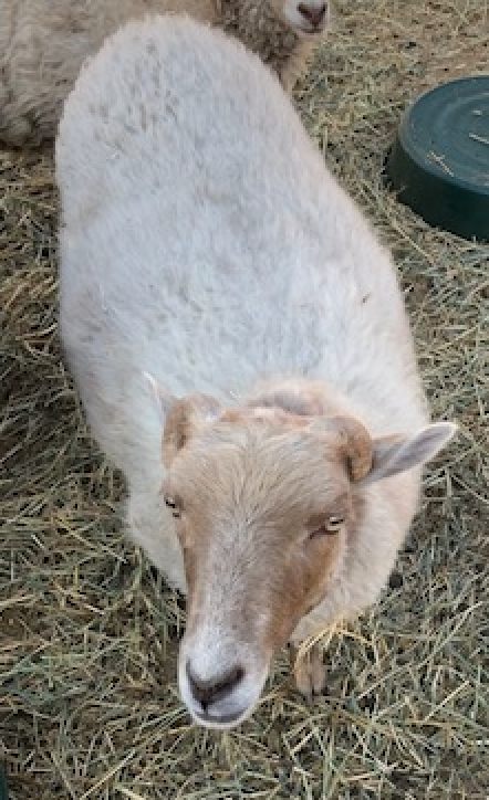 picture of white sheep
