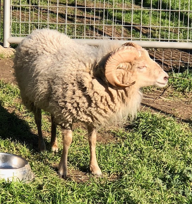 picture of a white ram