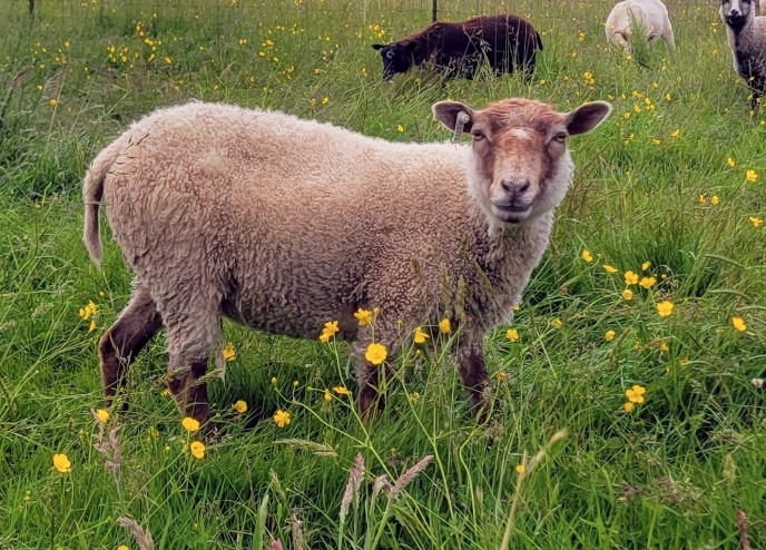 picture of a tan sheep