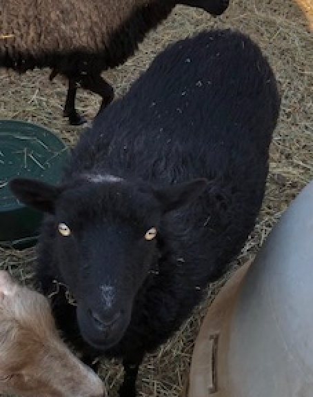 picture of black sheep