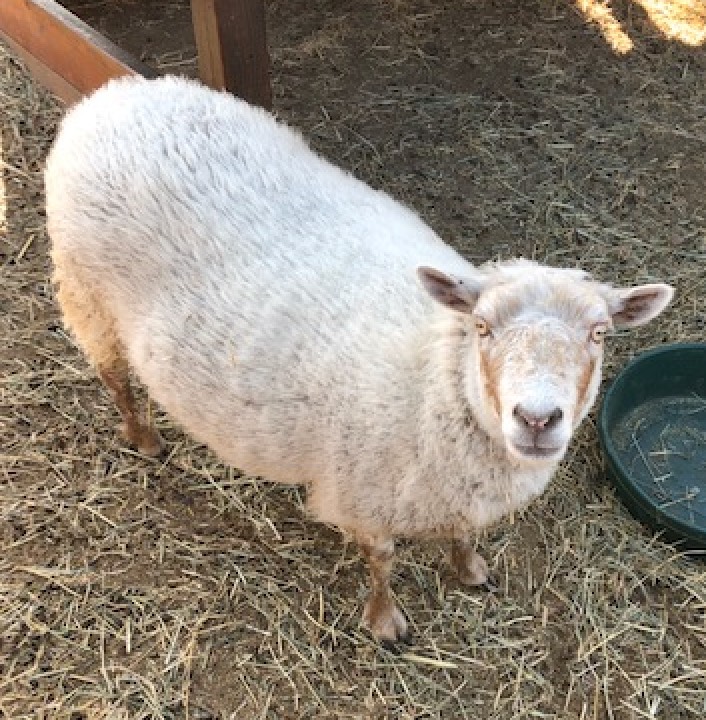 picture of white sheep