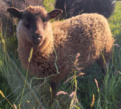 picture of a brown lamb