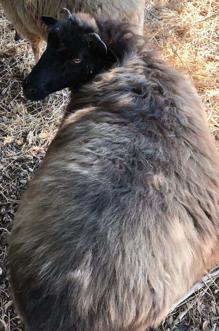 picture of a gray sheep w black face