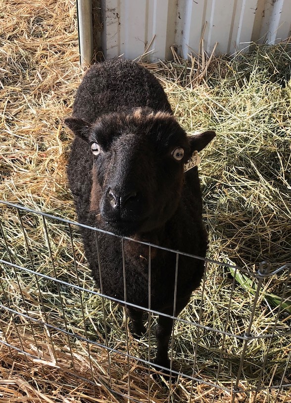 picture of a black sheep
