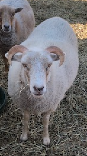 picture of white sheep