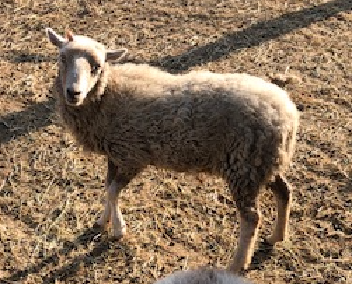 picture of white sheep