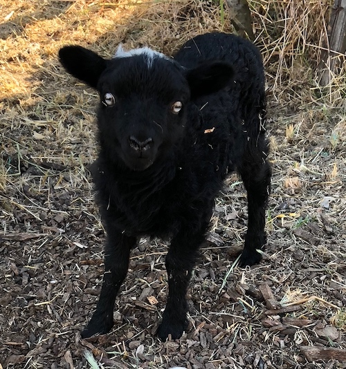 photo of black lamb