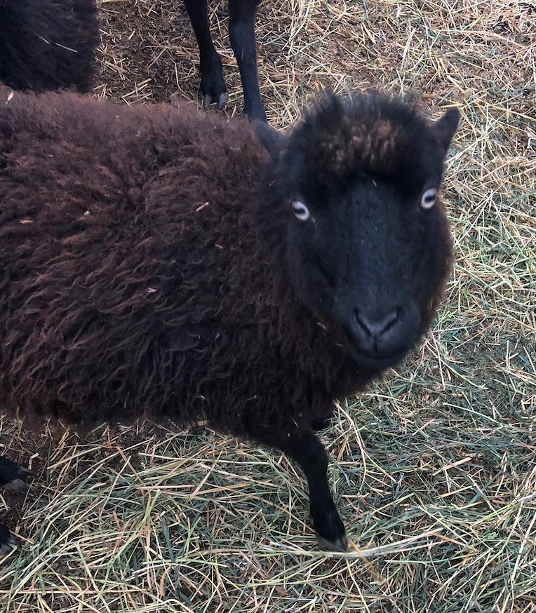 picture of a black sheep