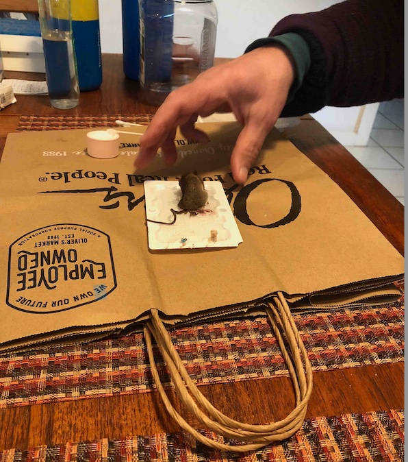 Mouse stuck in glue trap, ready to be freed