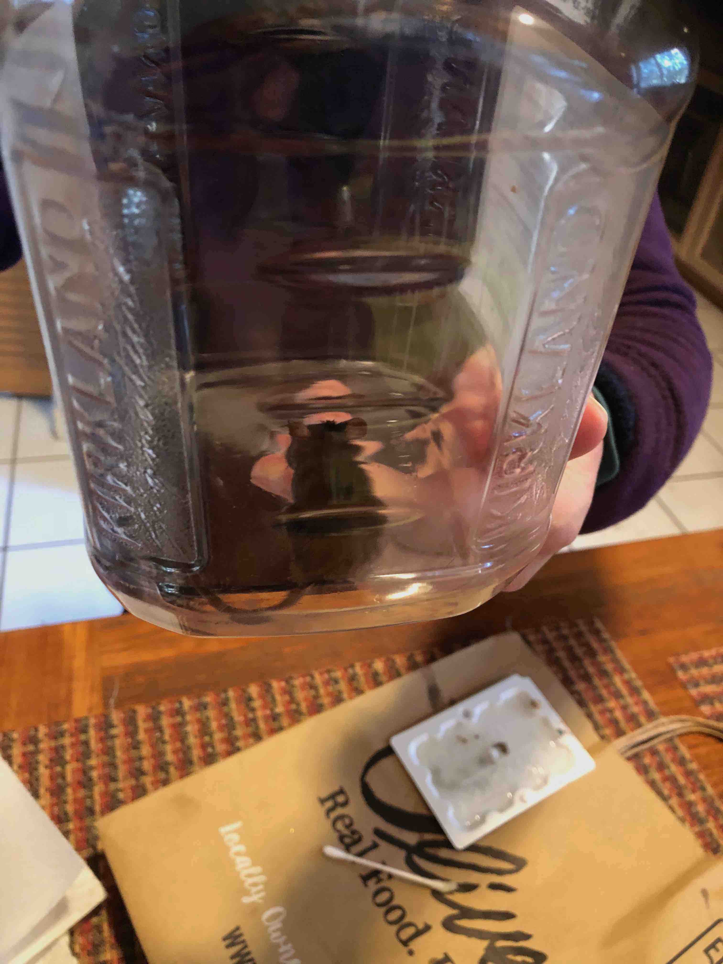 Mouse in plastic nut jar, ready to be transported